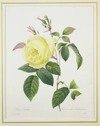Rosa indica, rytowana przez Bessina, z „Choix des Plus Belles Fleurs”, 1827.